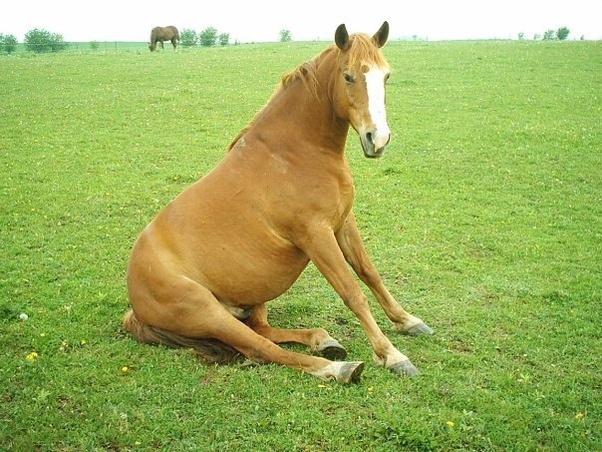 a chestnut horse sitting in a field upright like a dog