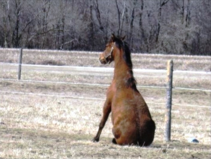 a brown horse in a field facing away fromt he camera, sitting upright like a dog